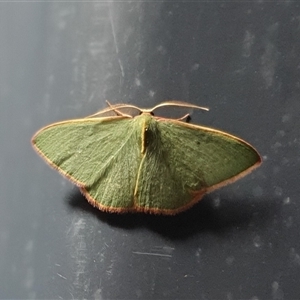 Chlorocoma dichloraria at Yass River, NSW - 23 Nov 2024 09:12 PM