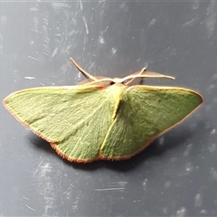 Chlorocoma dichloraria at Yass River, NSW - 23 Nov 2024