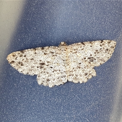 Thallogama pansticta (Flecked Bark Moth) at Yass River, NSW - 23 Nov 2024 by SenexRugosus