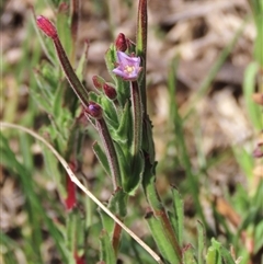 Epilobium billardiereanum subsp. cinereum at Dry Plain, NSW - 23 Nov 2024 11:09 AM