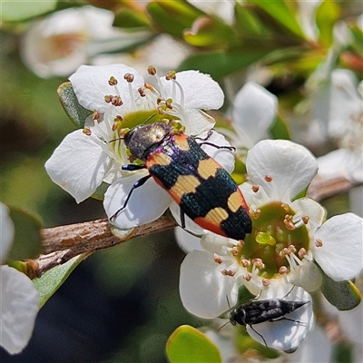 Castiarina sexplagiata (Jewel beetle) at Bombay, NSW - 23 Nov 2024 by MatthewFrawley