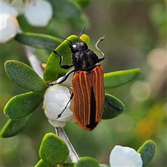 Castiarina erythroptera (Lycid Mimic Jewel Beetle) at Bombay, NSW - 23 Nov 2024 by MatthewFrawley