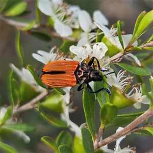 Castiarina erythroptera at Bombay, NSW - 23 Nov 2024 04:53 PM