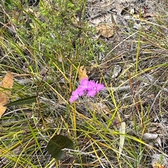 Thysanotus tuberosus subsp. tuberosus (Common Fringe-lily) at Tharwa, ACT - 24 Nov 2024 by courtneyb