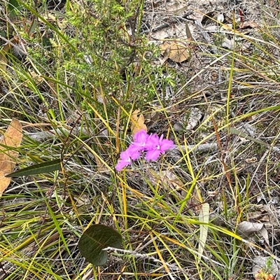 Thysanotus tuberosus subsp. tuberosus (Common Fringe-lily) at Tharwa, ACT - 24 Nov 2024 by courtneyb