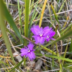 Thysanotus tuberosus subsp. tuberosus at Tharwa, ACT - 24 Nov 2024 10:47 AM