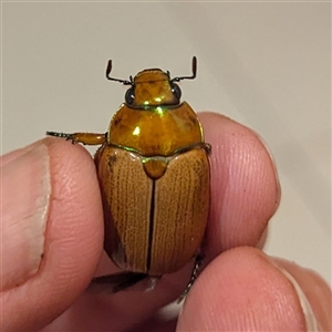 Anoplognathus brunnipennis at Kambah, ACT - suppressed