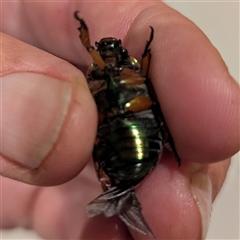 Anoplognathus brunnipennis at Kambah, ACT - suppressed