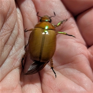 Anoplognathus brunnipennis at Kambah, ACT - suppressed