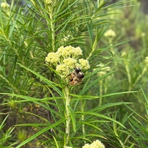 Eristalis tenax at Tharwa, ACT - 24 Nov 2024