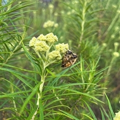 Eristalis tenax at Tharwa, ACT - 24 Nov 2024