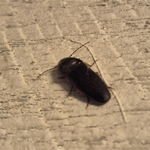 Monocrepidus sp. (genus) at Bungendore, NSW - suppressed