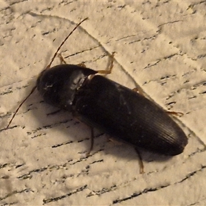 Monocrepidius (genus) at Bungendore, NSW - suppressed