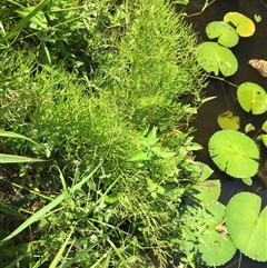 Ludwigia octovalvis at Parramatta Park, QLD - 2 Nov 2024 01:41 PM