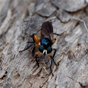 Laphria rufifemorata (Yellow-legged Blue Robber Fly) at Gundary, NSW by KorinneM