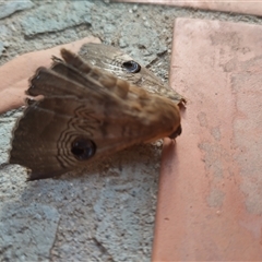 Dasypodia selenophora (Southern old lady moth) at Evatt, ACT - 14 Nov 2024 by rbannister