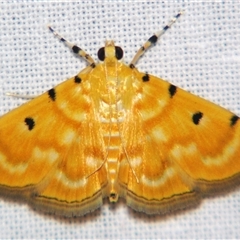 Notarcha aurolinealis (A Crambid moth (Spilomelinae)) at Sheldon, QLD - 14 Mar 2008 by PJH123