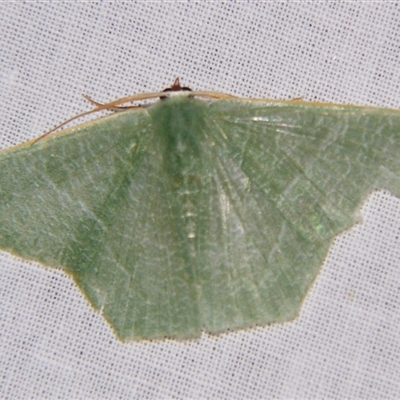 Pelagodes veraria (A Geometer moth (Geometrinae)) by PJH123