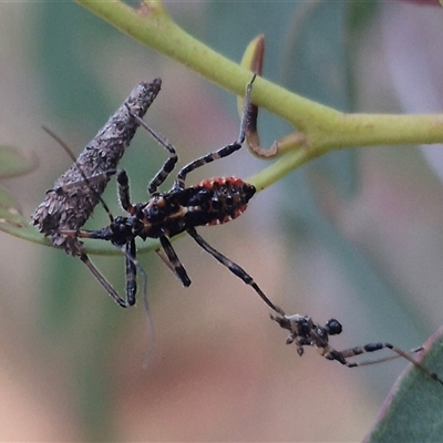 Pristhesancus plagipennis (Bee Killer Assassin Bug) at Manar, NSW - 22 Nov 2024 by clarehoneydove