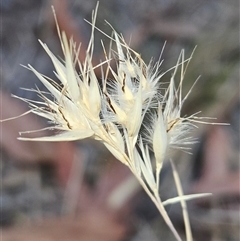 Rytidosperma sp. (Wallaby Grass) at Hawker, ACT - 23 Nov 2024 by sangio7