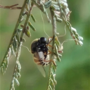 Ogcodes basalis at Manar, NSW - suppressed