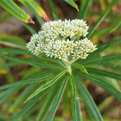 Cassinia longifolia (Shiny Cassinia, Cauliflower Bush) at Hawker, ACT - 24 Nov 2024 by sangio7