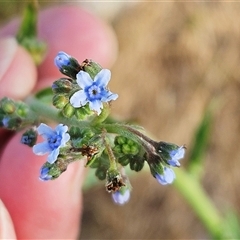 Cynoglossum australe (Australian Forget-me-not) at Hawker, ACT - 24 Nov 2024 by sangio7