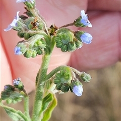 Cynoglossum australe at Hawker, ACT - 24 Nov 2024