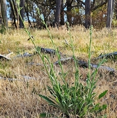 Cynoglossum australe at Hawker, ACT - 24 Nov 2024