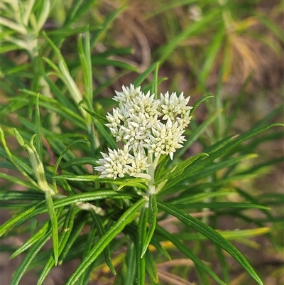 Cassinia longifolia (Shiny Cassinia, Cauliflower Bush) at Hawker, ACT - 24 Nov 2024 by sangio7