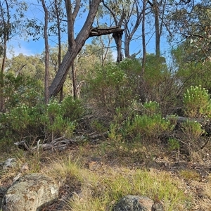 Cassinia longifolia at Hawker, ACT - 24 Nov 2024 07:42 AM