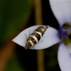 Glyphipterix meteora (A Sedge Moth) at Gundary, NSW - 17 Nov 2024 by KorinneM