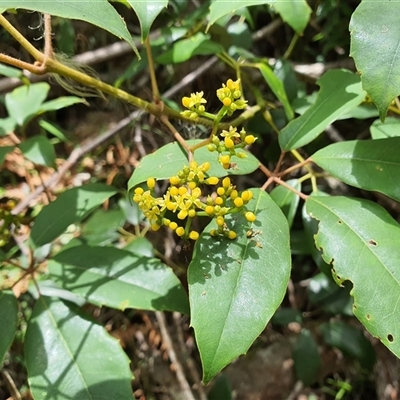 Unidentified Other Wildflower or Herb at Lanitza, NSW - 24 Nov 2024 by MountKremnos