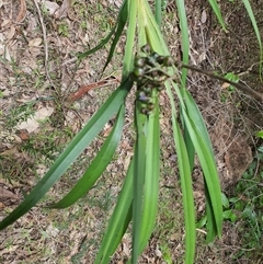 Unidentified Other Wildflower or Herb at Lanitza, NSW - 24 Nov 2024 by MountKremnos