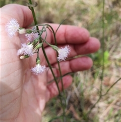 Cyanthillium cinereum (Purple Fleabane) at Lanitza, NSW - 24 Nov 2024 by MountKremnos