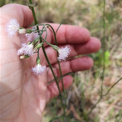 Cyanthillium cinereum (Purple Fleabane) at Lanitza, NSW - 24 Nov 2024 by MountKremnos