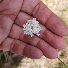 Trachymene incisa (Native Parsnip) at Lanitza, NSW - 24 Nov 2024 by MountKremnos