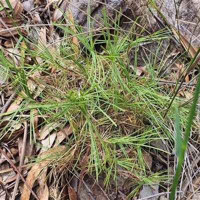 Unidentified Other Wildflower or Herb at Lanitza, NSW - 24 Nov 2024 by MountKremnos