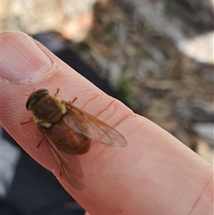 Tabanidae (family) (Unidentified march or horse fly) at Lanitza, NSW - 24 Nov 2024 by MountKremnos