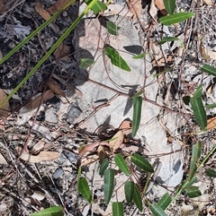 Hardenbergia violacea (False Sarsaparilla) at Lanitza, NSW - 24 Nov 2024 by MountKremnos