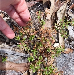 Unidentified Other Wildflower or Herb at Lanitza, NSW - 24 Nov 2024 by MountKremnos