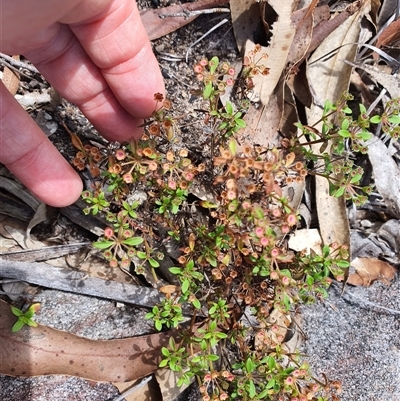 Unidentified Other Wildflower or Herb at Lanitza, NSW - 24 Nov 2024 by MountKremnos