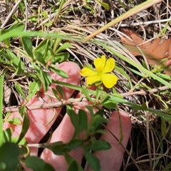 Hibbertia sp. at Lanitza, NSW - 24 Nov 2024 by MountKremnos