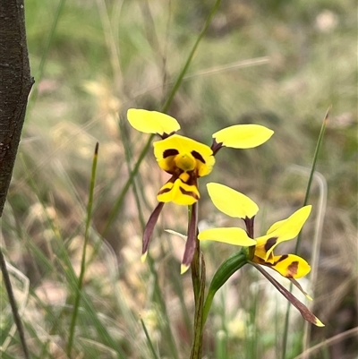 Diuris sulphurea (Tiger Orchid) at Tharwa, ACT - 24 Nov 2024 by courtneyb