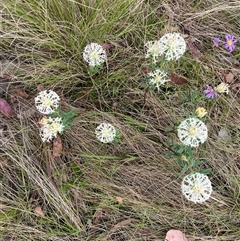 Pimelea treyvaudii (Grey Riceflower) at Tharwa, ACT - 23 Nov 2024 by courtneyb