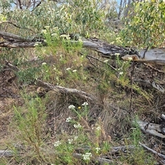 Cassinia longifolia at Hawker, ACT - 24 Nov 2024