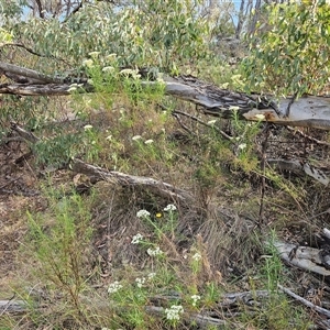 Cassinia longifolia at Hawker, ACT - 24 Nov 2024