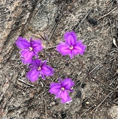 Thysanotus tuberosus (Common Fringe-lily) at Tharwa, ACT - 24 Nov 2024 by courtneyb