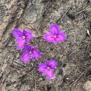 Thysanotus tuberosus at Tharwa, ACT - 24 Nov 2024 09:09 AM