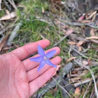 Wahlenbergia sp. (Bluebell) at Tharwa, ACT - 23 Nov 2024 by courtneyb